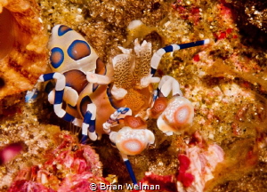 Juvenile Harlequin Shrimp by Brian Welman 